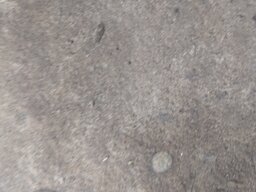 Paulo Henrique Souza Silvio Santos