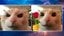 The Cat with a rose and Angry View