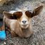 Goats111 (was deleted at: 2023-03-30T09:51:26.1664804Z)