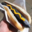 Hotdog Warriors