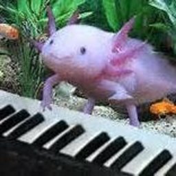 Axolotl xd