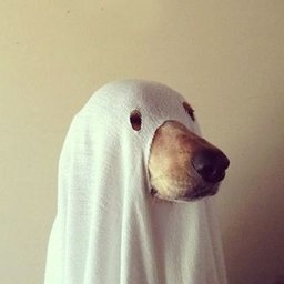GhostDogDK