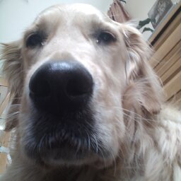 wisebernat